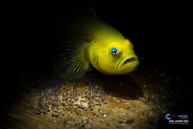 Anilao Philippines Ultimate Photo Workshop December 2025 Anilao Philippines Ultimate Photo Workshop December 2025