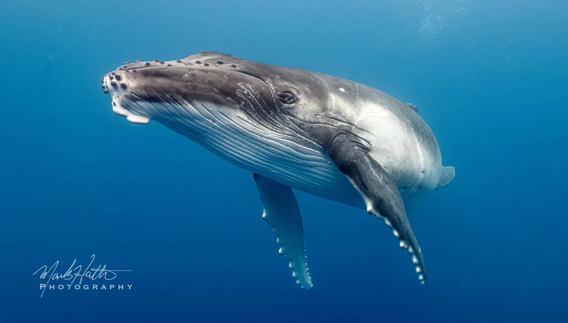 Whale Trips Whale Trips